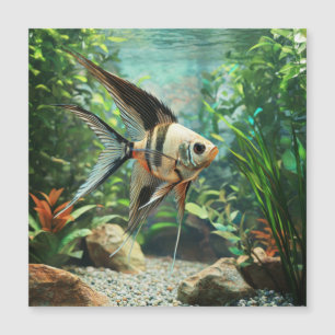 Zwarte engelvis zwemt in zoetwateraquarium 