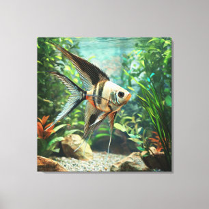Zwarte engelvis zwemt in zoetwateraquarium canvas afdruk
