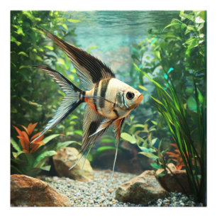 Zwarte engelvis zwemt in zoetwateraquarium foto afdruk