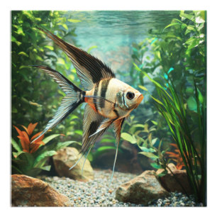 Zwarte engelvis zwemt in zoetwateraquarium foto afdruk