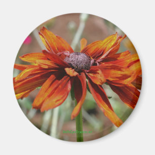 Zwarte Eyed Susan Flower Photography Magnet