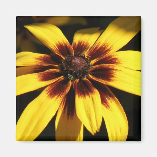 Zwarte Eyed Susan Magnet (Voorkant)