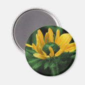 Zwarte Eyed Susan op Groene Bloem Magneet (Voorkant / Achterkant)