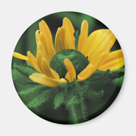 Zwarte Eyed Susan op Groene Bloem Magneet (Voorkant)