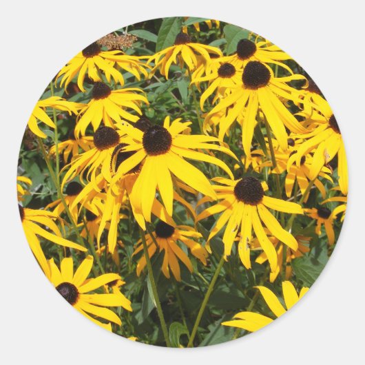 Zwarte Eyed Susan ~ sticker (Voorkant)