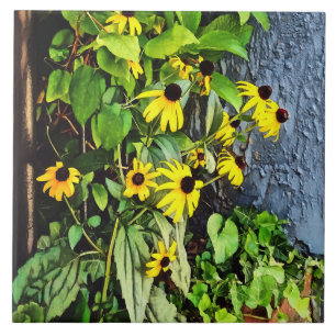 Zwarte Eyed Susans door stenen muur Tegeltje