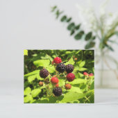 Zwarte frambozen, vers briefkaart (Staand voorkant)