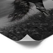 Zwarte Friesian Stallion Pranking Through Field Poster (Hoek)