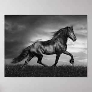Zwarte Friesian Stallion Pranking Through Field Poster