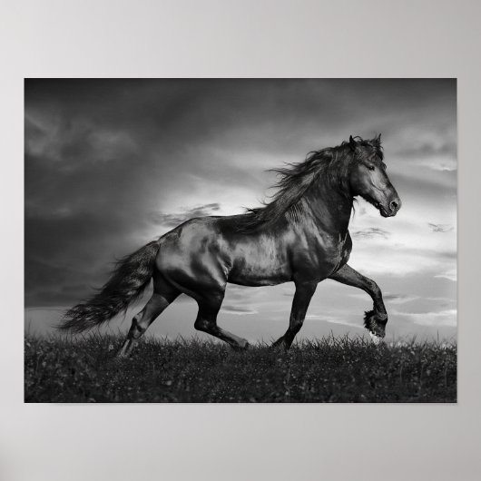 Zwarte Friesian Stallion Pranking Through Field Poster (Voorkant)