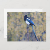 Zwarte Gefactureerde Ekster Briefkaart (Voorkant / Achterkant)