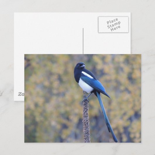 Zwarte Gefactureerde Ekster Briefkaart (Voorkant / Achterkant)