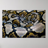 Zwarte, gele en grijze python poster (Voorkant)