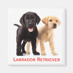 Zwarte Gele Labrador Retriever Puppy Hond Magneet