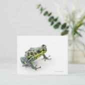 Zwarte gepotte groene giftige kunstkikker briefkaart (Staand voorkant)