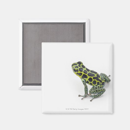 Zwarte gepotte groene giftige kunstkikker magneet (Voorkant / Achterkant)