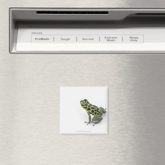 Zwarte gepotte groene giftige kunstkikker magneet (Insitu (Vaatwasser))