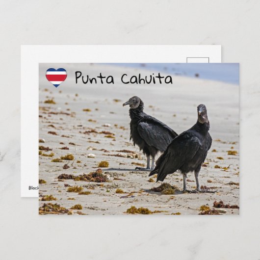 Zwarte gieren in Punta Cahuita - Costa Rica Briefkaart (Voorkant / Achterkant)