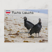 Zwarte gieren in Punta Cahuita - Costa Rica Briefkaart (Voorkant)
