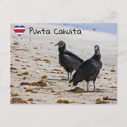 Zwarte gieren in Punta Cahuita - Costa Rica Briefkaart (Voorkant)