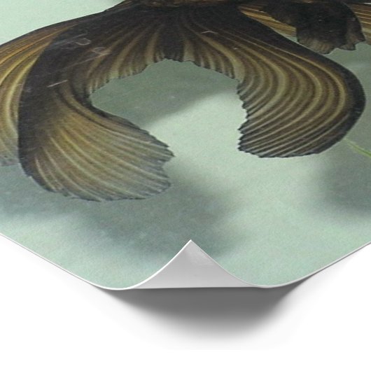 Zwarte Goldfish Portfolio Poster (Hoek)