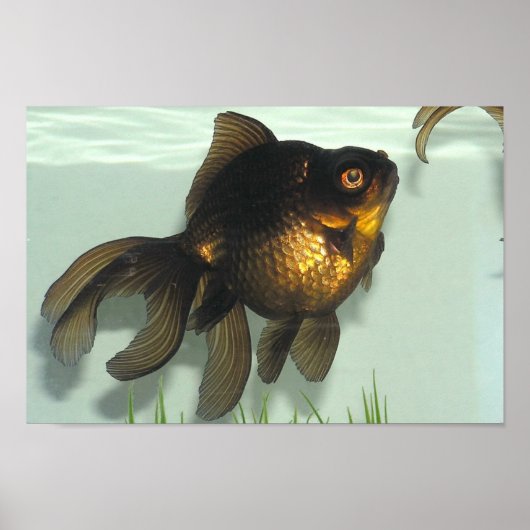 Zwarte Goldfish Portfolio Poster (Voorkant)