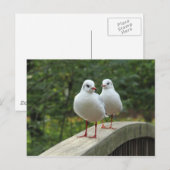 Zwarte Golls Briefkaart (Voorkant / Achterkant)