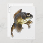 Zwarte goudvis (Carassius auratus) 2 Briefkaart (Voorkant / Achterkant)
