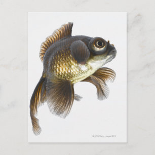 Zwarte goudvis (Carassius auratus) 2 Briefkaart