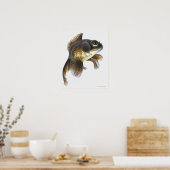 Zwarte goudvis (Carassius auratus) 2 Poster (Keuken)