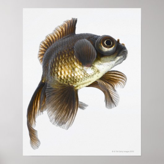 Zwarte goudvis (Carassius auratus) 2 Poster (Voorkant)