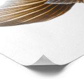 Zwarte goudvis (Carassius auratus) 2 Poster (Hoek)