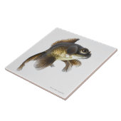 Zwarte goudvis (Carassius auratus) 2 Tegeltje (Zijkant)