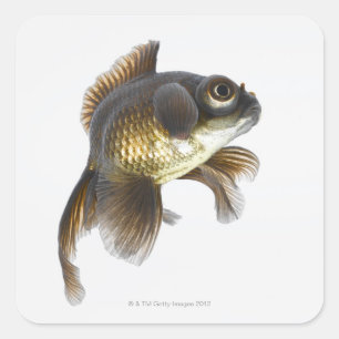Zwarte goudvis (Carassius auratus) 2 Vierkante Sticker