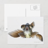 Zwarte goudvis (Carassius auratus) Briefkaart (Voorkant / Achterkant)
