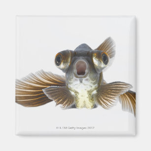 Zwarte goudvis (Carassius auratus) Magneet