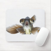 Zwarte goudvis (Carassius auratus) Muismat (Met muis)