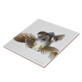 Zwarte goudvis (Carassius auratus) Tegeltje (Zijkant)