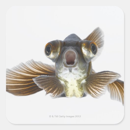 Zwarte goudvis (Carassius auratus) Vierkante Sticker (Voorkant)