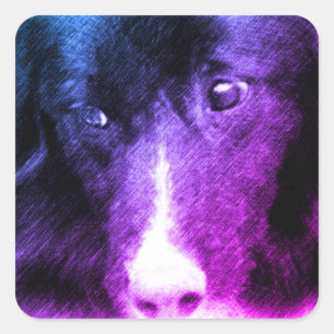 Zwarte grens Collie Animal Art Vierkante Sticker