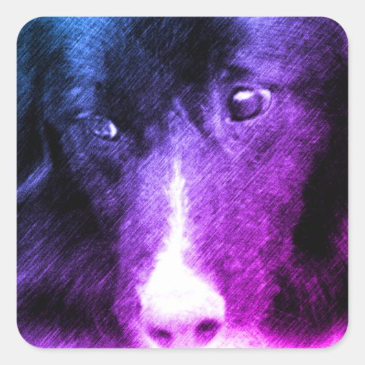 Zwarte grens Collie Animal Art Vierkante Sticker (Voorkant)