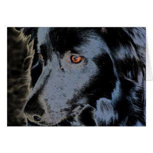 Zwarte-grens Collie Face Dog-kaart