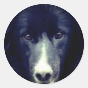 Zwarte grens Collie Face Ronde Sticker