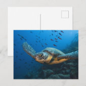 Zwarte (Groene) Schildpad (Chelonia agassizi) Briefkaart (Voorkant / Achterkant)