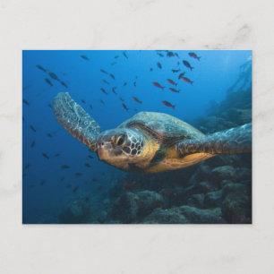 Zwarte (Groene) Schildpad (Chelonia agassizi) Briefkaart