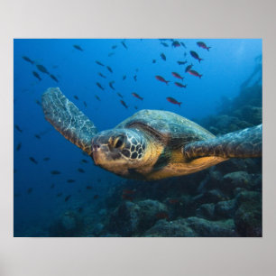 Zwarte (groene) schildpad (Chelonia agassizi) van  Poster