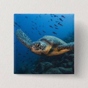 Zwarte (Groene) Schildpad (Chelonia agassizi) Vierkante Button 5,1 Cm