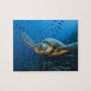 Zwarte (Groene) Zeeschildpad (Chelonia agassizi) Legpuzzel