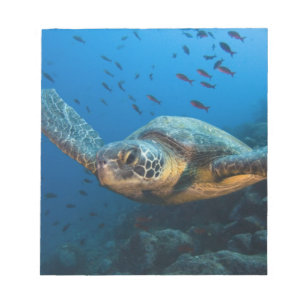 Zwarte (Groene) Zeeschildpad (Chelonia agassizi) Notitieblok