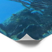 Zwarte Groepering in Roatan Poster (Hoek)